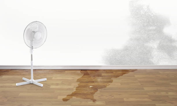 Best Mold removal after water damage  in East Los Angeles, CA
